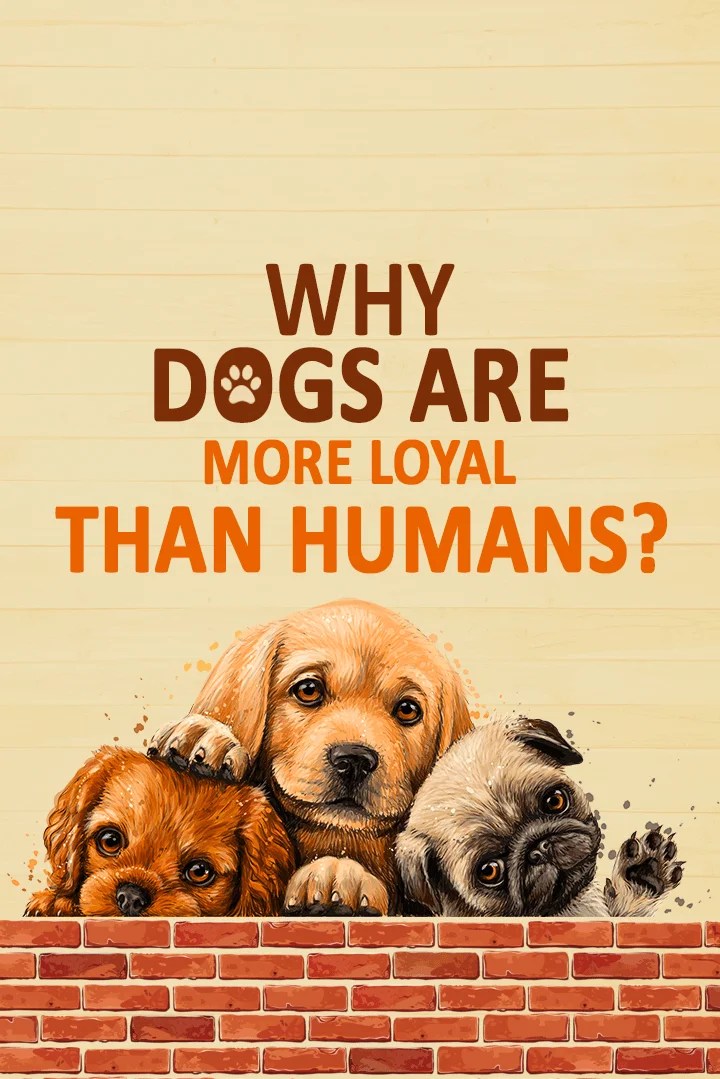 Why Are Dogs Loyal