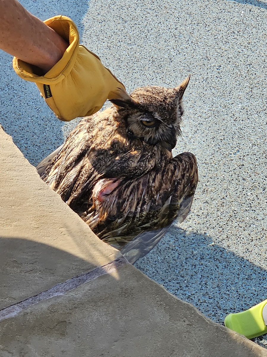 Woke up to an injured owl in our pool this morning...