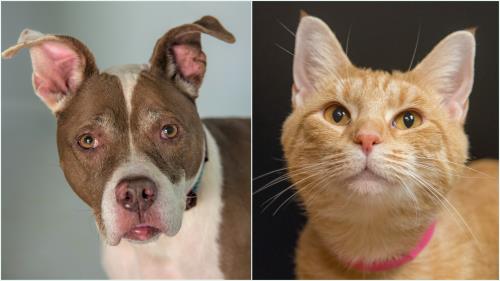 McKamey Animal Center Adoptables Of The Week