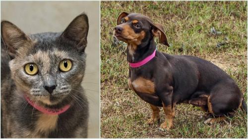 McKamey Animal Center Adoptables Of The Week