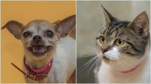 McKamey Animal Center Adoptables Of The Week