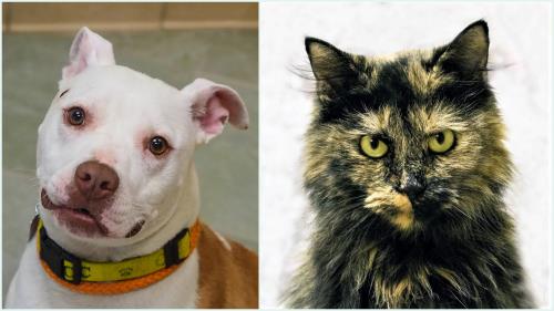 McKamey Animal Center Adoptables Of The Week