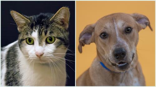 McKamey Adoptables Of The Week