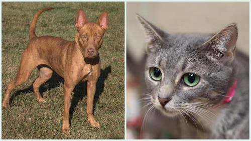 McKamey Animal Center Adoptables Of The Week