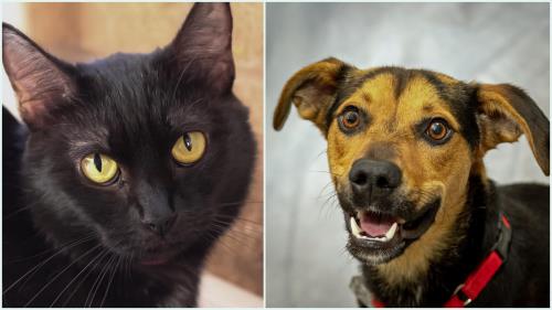 McKamey Animal Center's Adoptables Of The Week