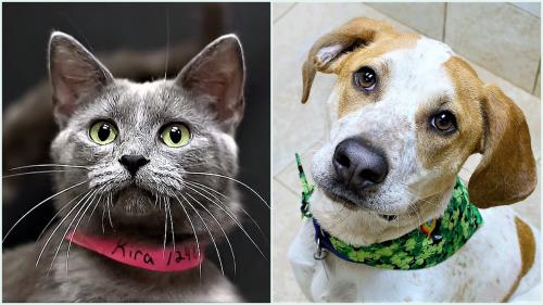 McKamey Animal Center's Adoptables Of The Week