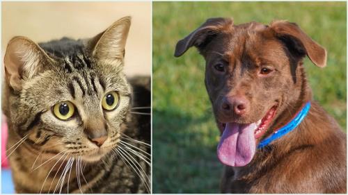 McKamey Animal Center Highlights Adoptables Of The Week