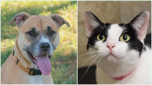 McKamey Animal Center Adoptables Of The Week