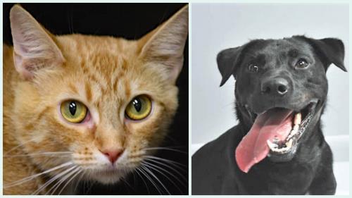 McKamey Animal Center Adoptables Of The Week