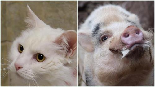 McKamey Animal Center Adoptables Of The Week