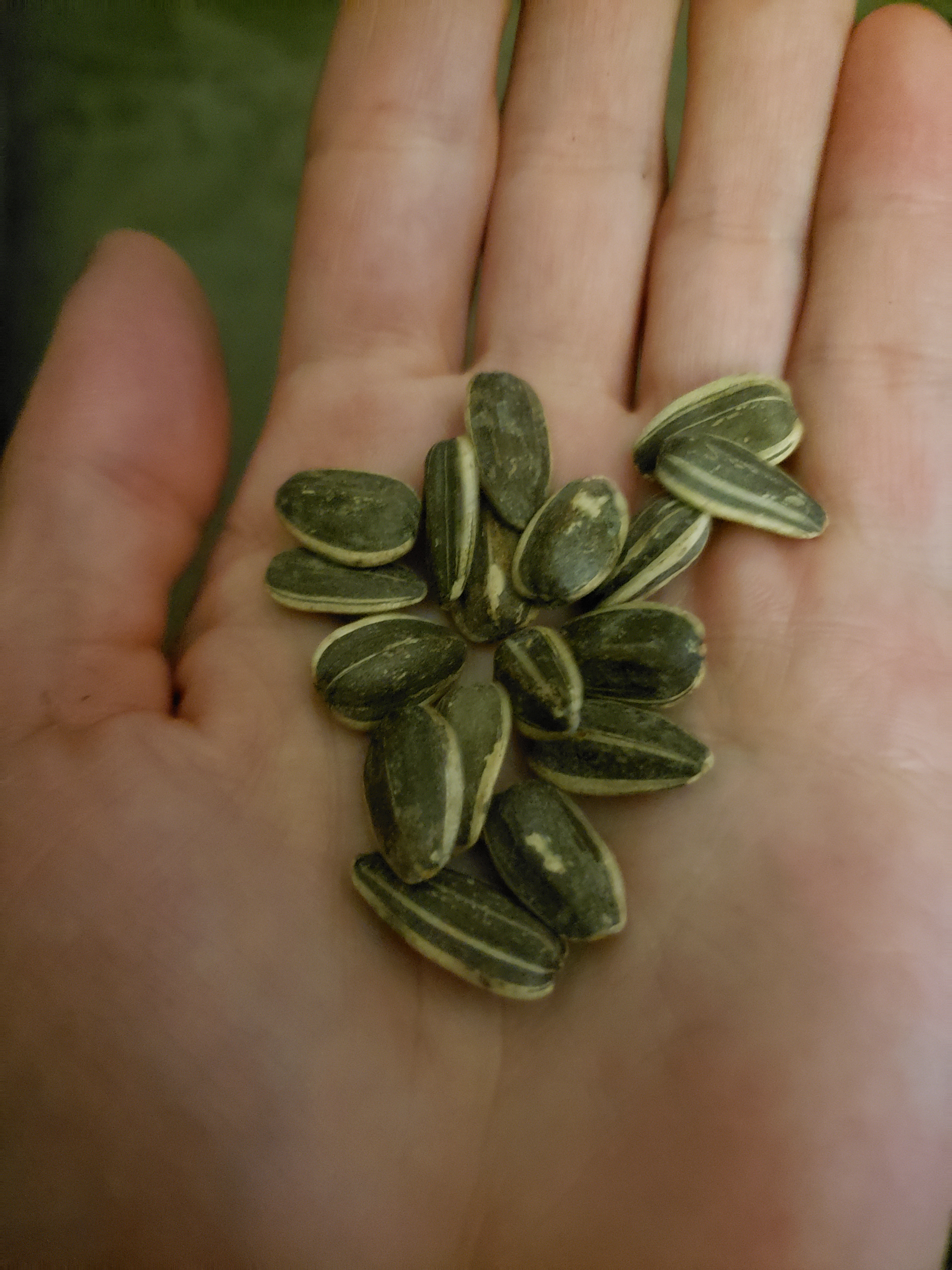 Spitz seasoned sunflower seeds reviews in Snacks ChickAdvisor