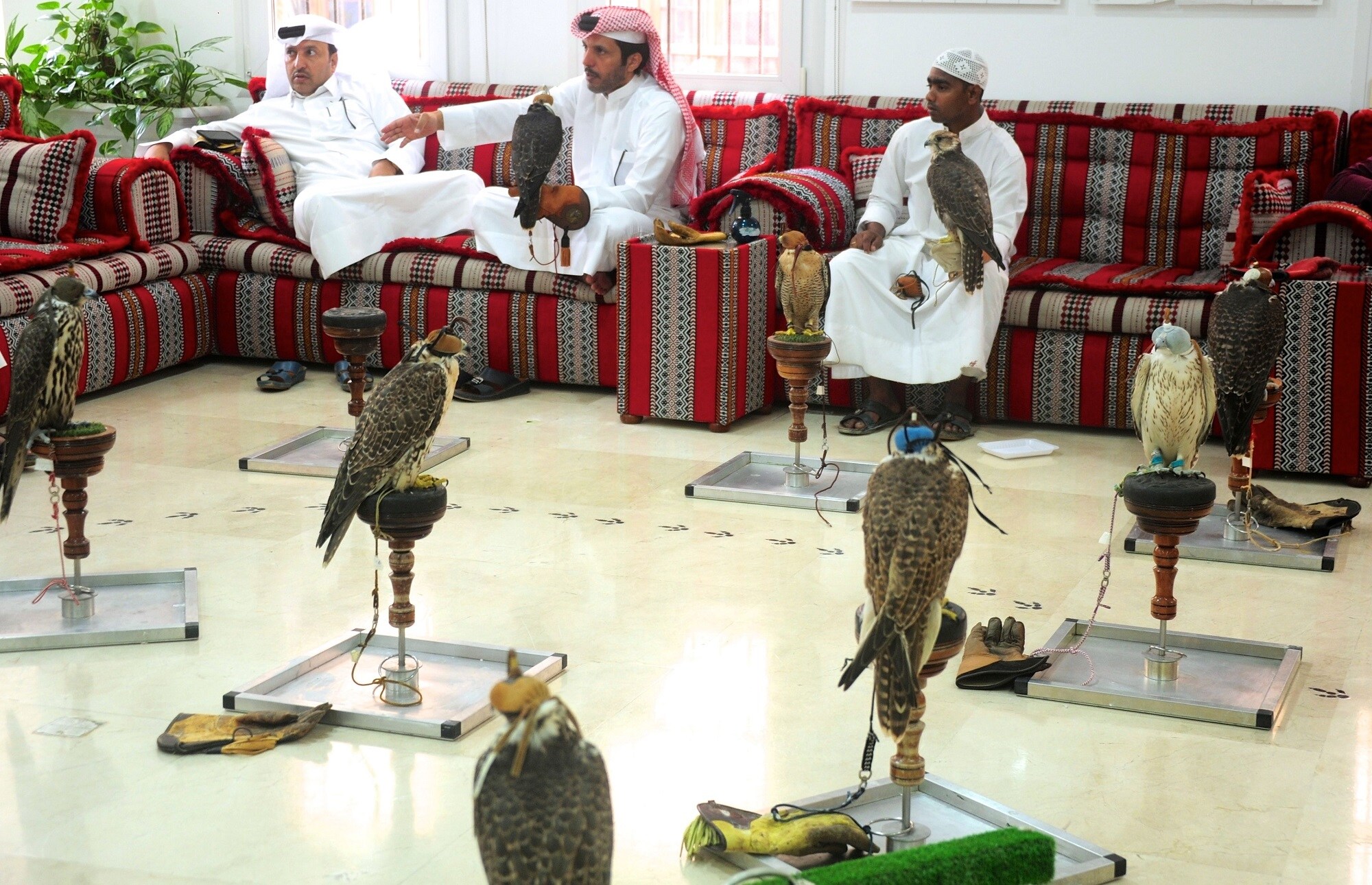 In search of falcons in Doha