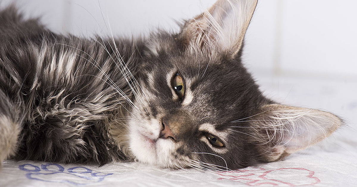 Why is My Cat Throwing Up? Zoetis Petcare