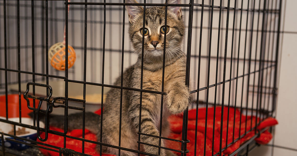 Can You Crate Train a Cat? Zoetis Petcare