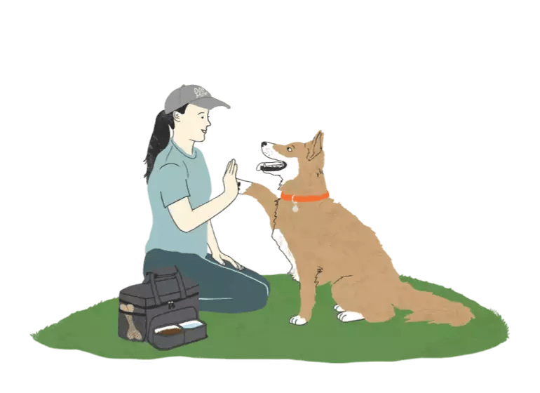 Helpful Resources Just for You Zoetis Petcare