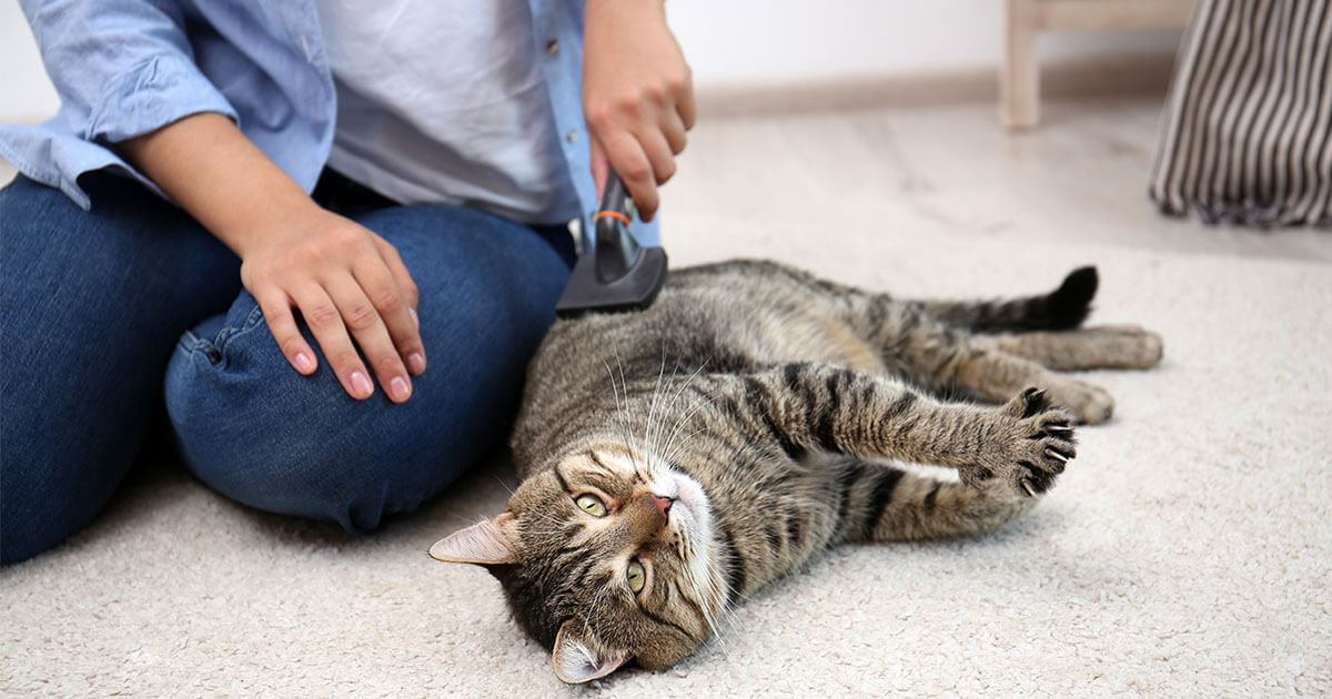 Cat Brushing 101 Zoetis Petcare