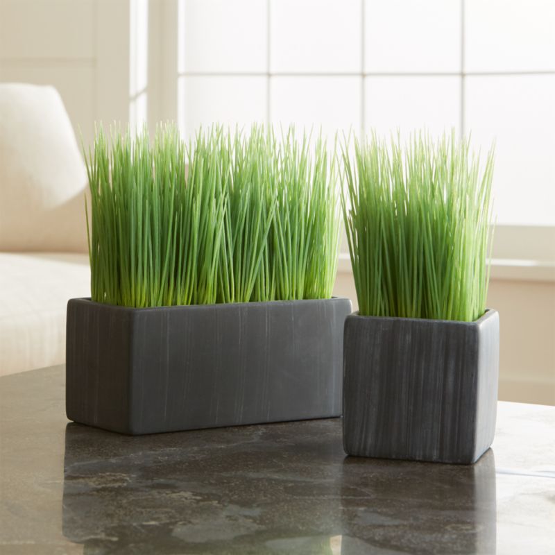 Potted Grasses Crate and Barrel