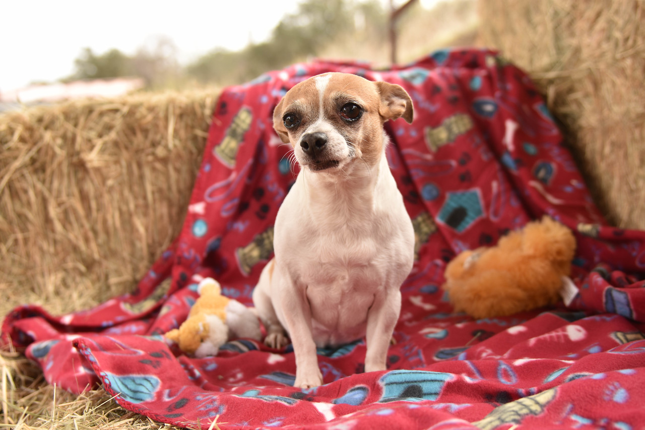 Dog Breed Rescues Near Me Photos All