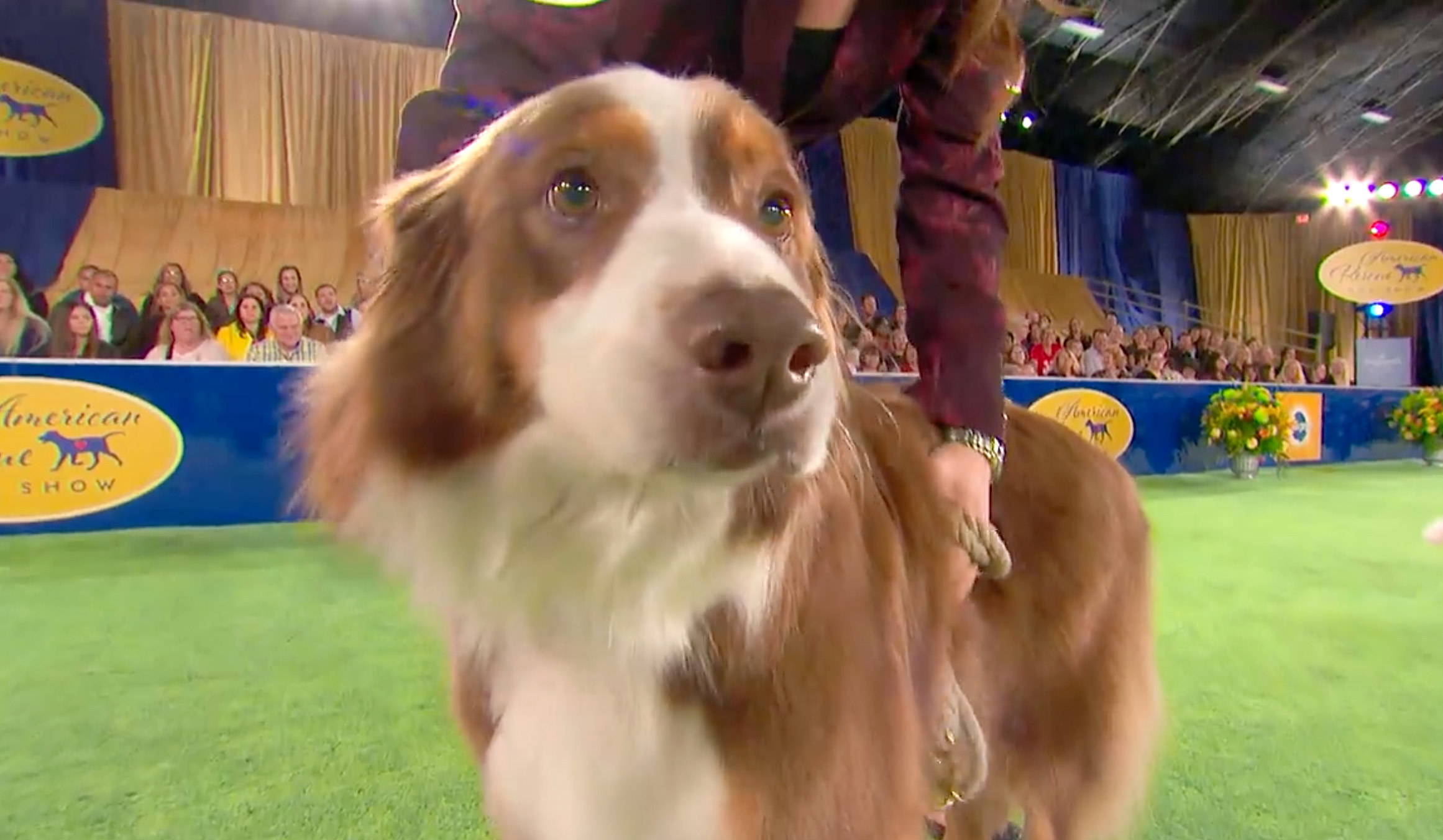 Preview 2020 American Rescue Dog Show Hallmark Channel
