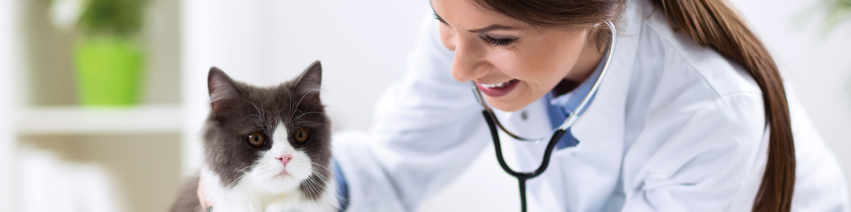 [dernier] vaccin typhus chat prix 296250Prix vaccin chat