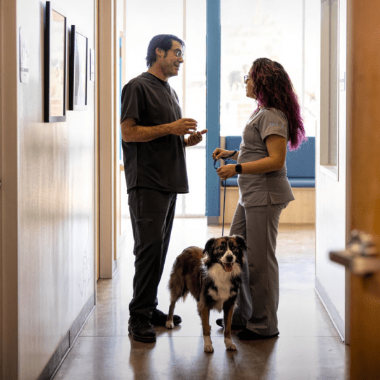 Veterinary Ophthalmology Salt Lake City UT | Eye Care for Animals