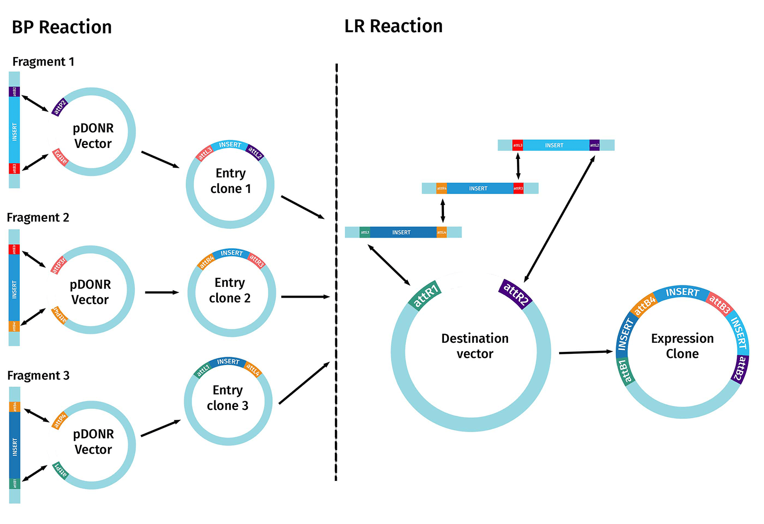 Gateway Cloning Technique Snapgene