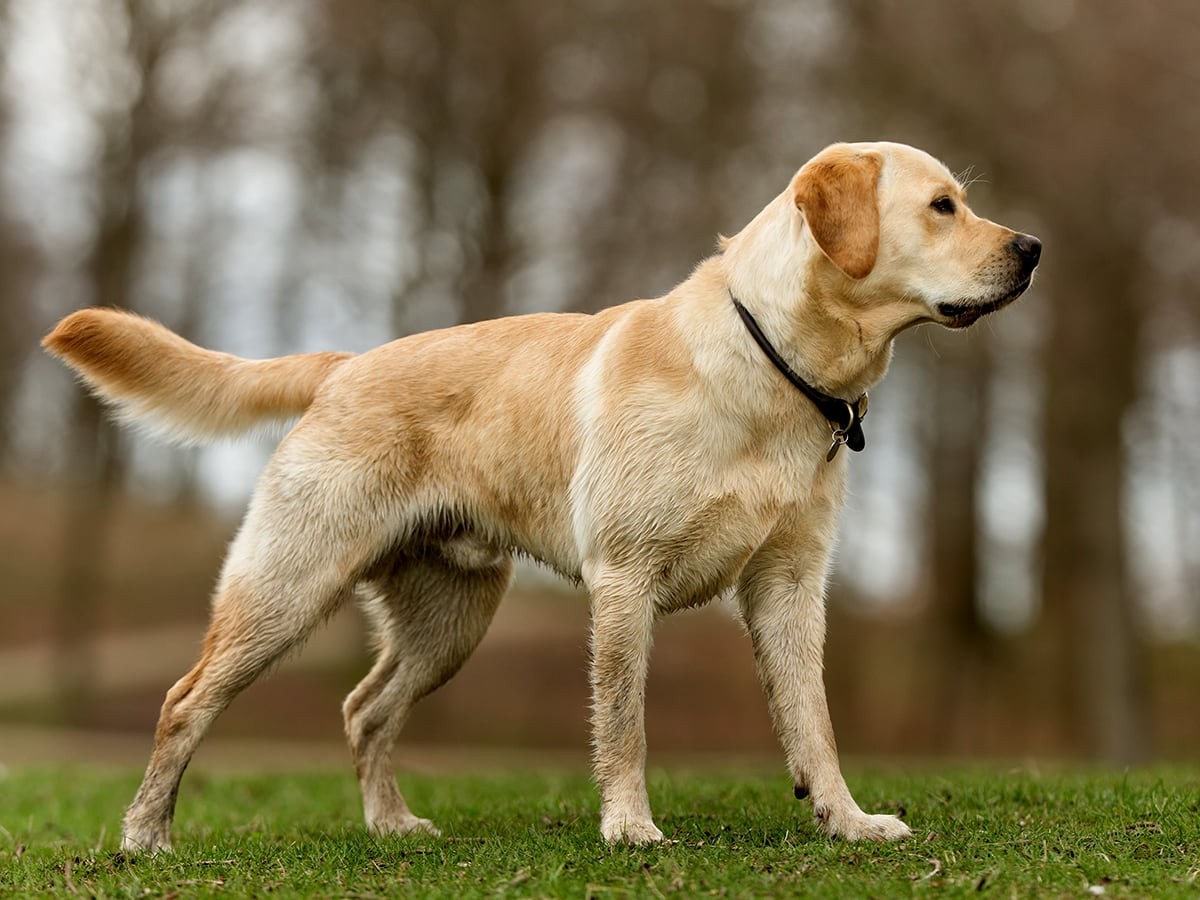 What's the Price of a Labrador Retriever in 2023? Spot
