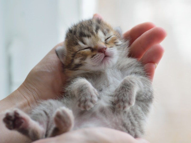 Kitten Vaccine Schedule What’s your Kitten Shots Schedule & Vaccine Costs