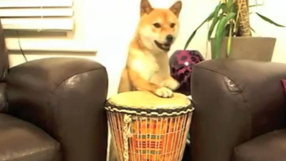 Drumming dog favourite to take CruftsFactor title ITV News