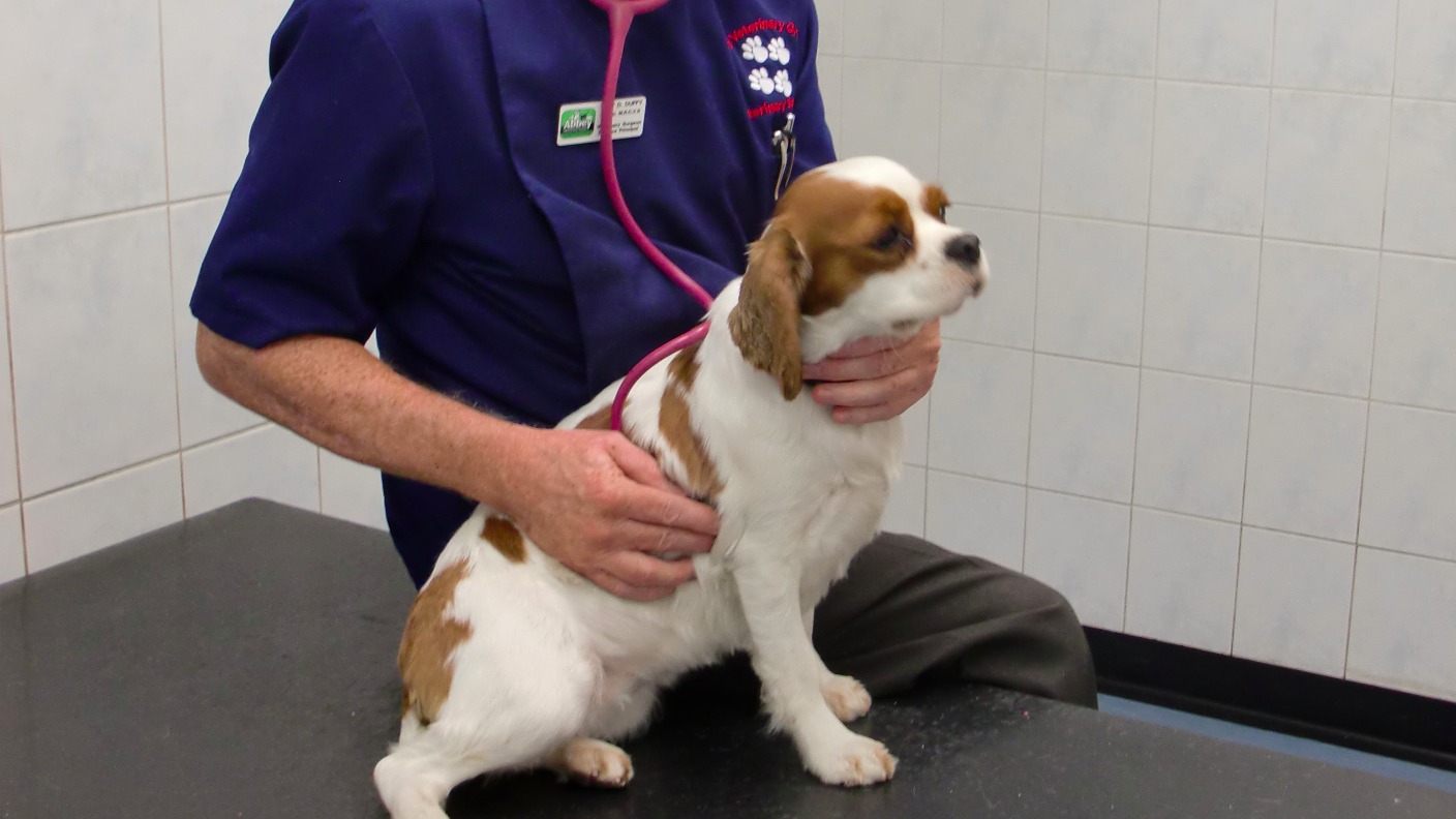 Vets urge puppy owners to get further parvo vaccination ITV News Calendar