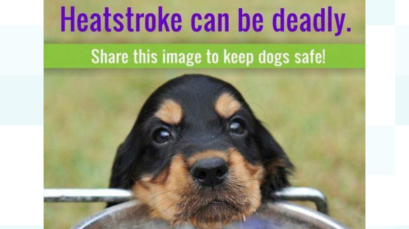 Dog dies due to hot weather ITV News Channel