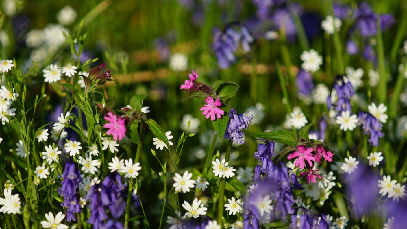 Pollen Count Grass pollen rises in fine weather ITV News Tyne Tees