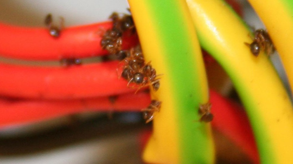Huge nest of rare super ants with fatal attraction to electricity