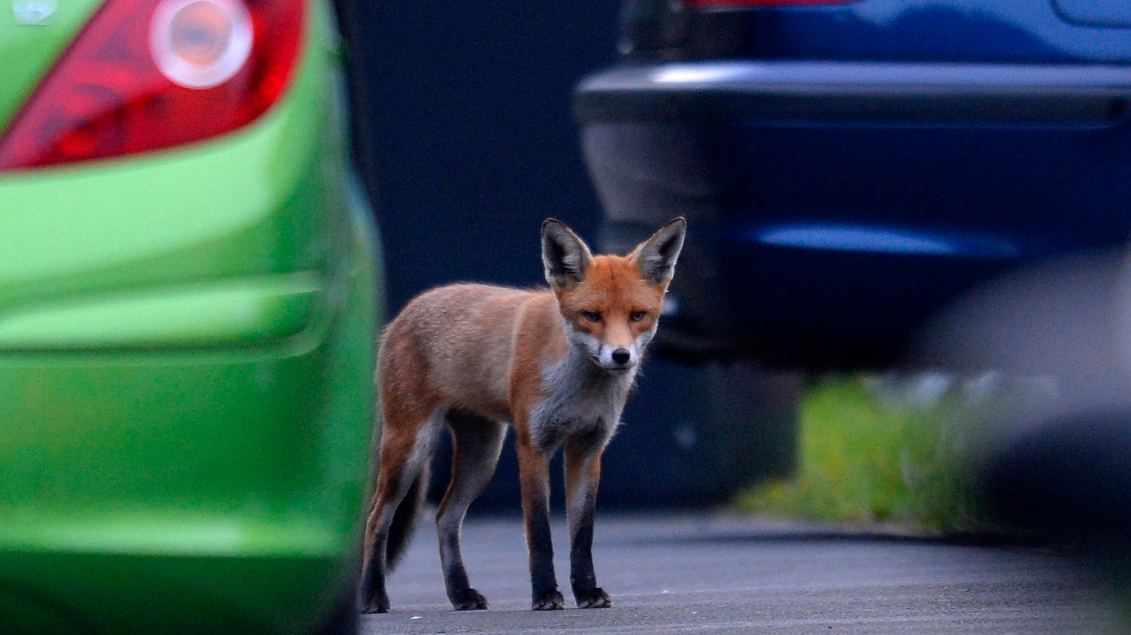 How to keep foxes away from your own back garden ITV News London