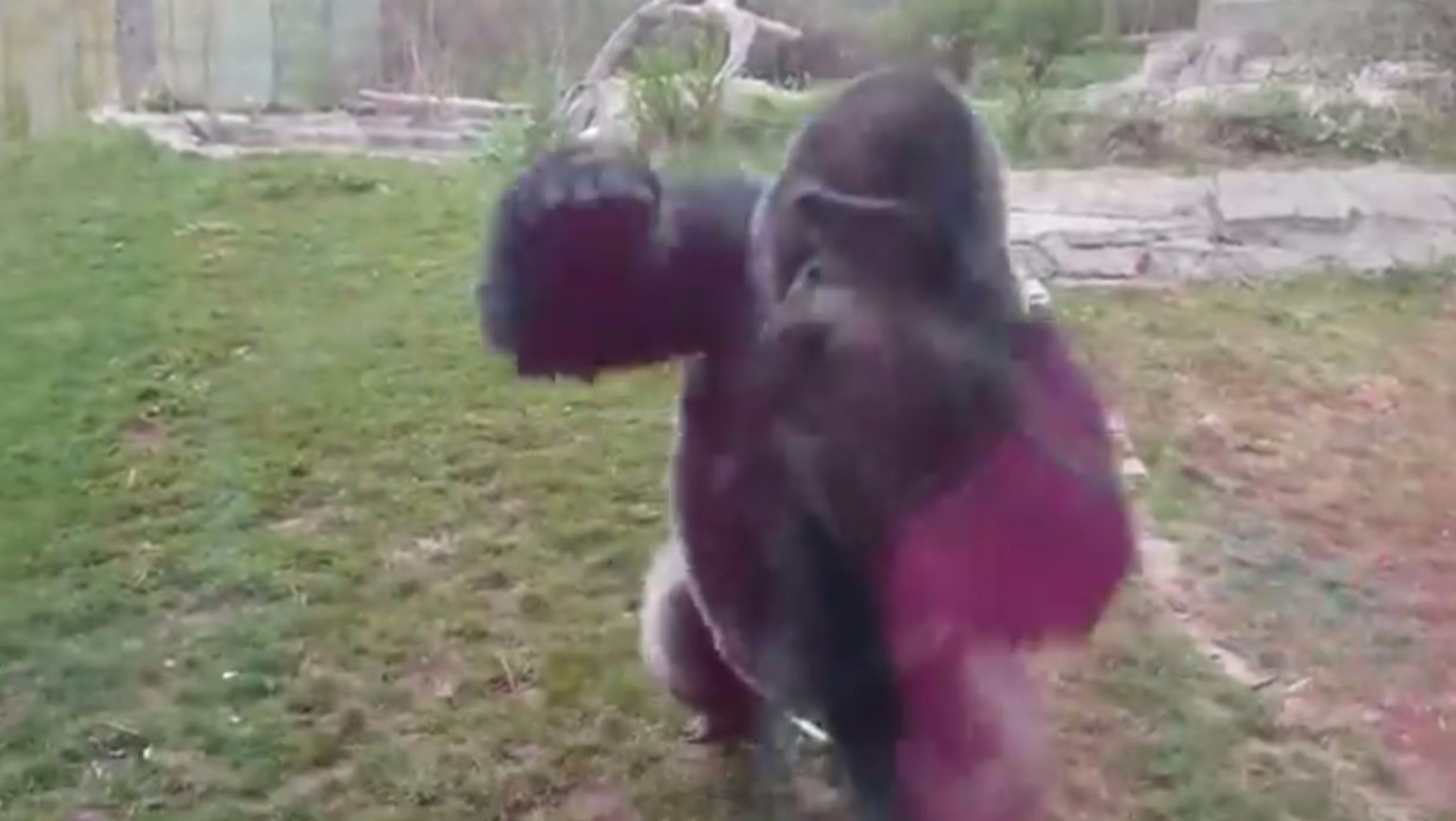 Gorilla nearly breaks through glass at zoo when little girl beats her