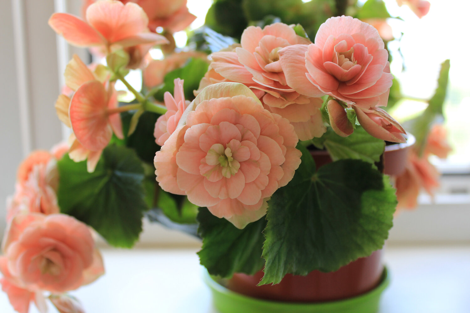 How to Water Most of Your Begonias Planta