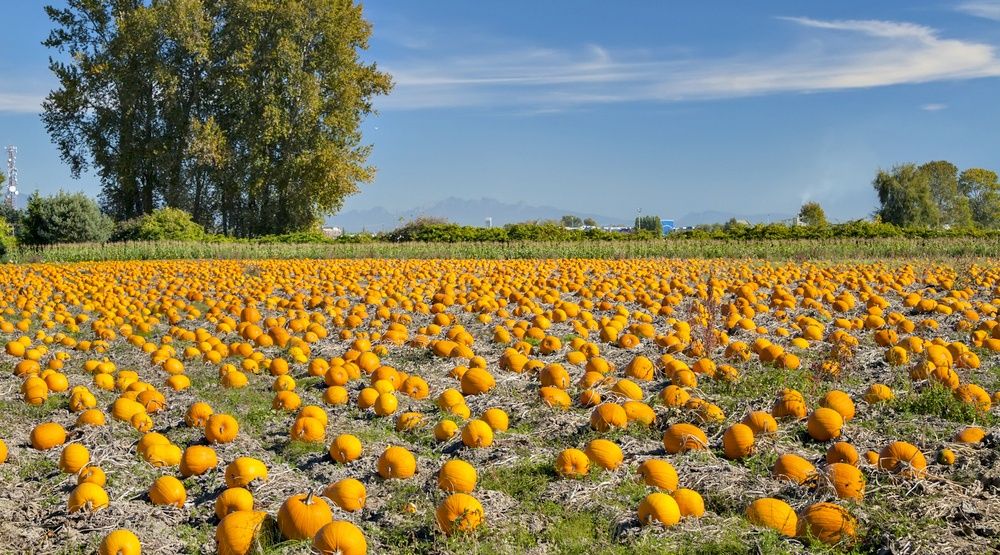 14 pumpkin patches near Vancouver you need to visit this fall Listed