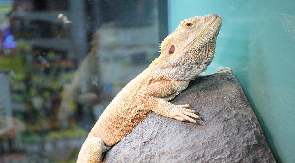 Tips for taking care of pets during the winter months