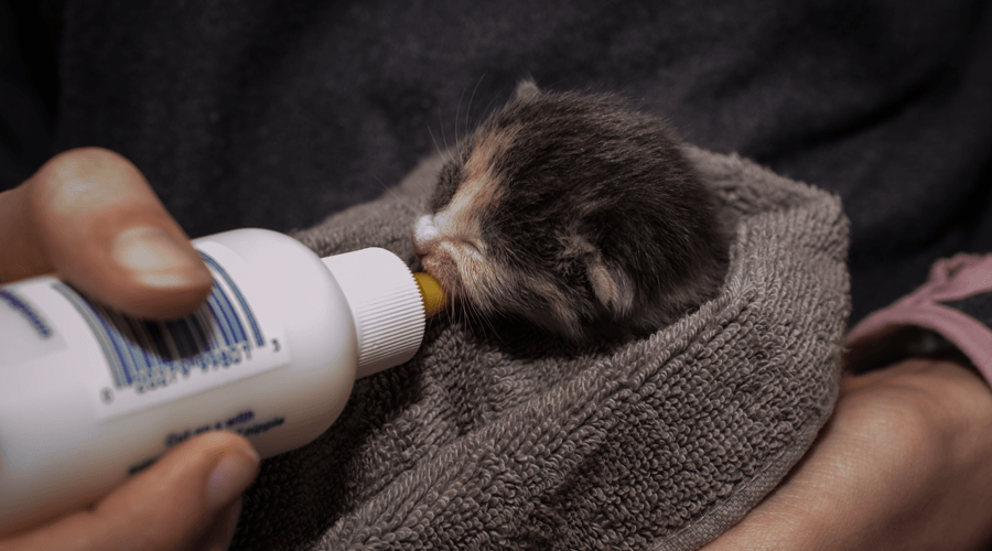 Kitten overload Recordbreaking litter marks concerning start to