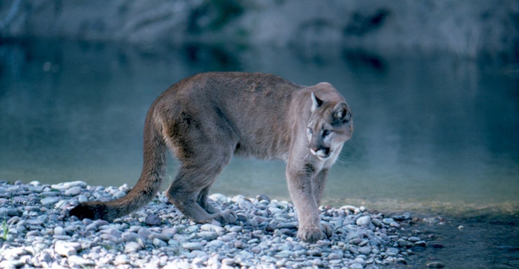 The City just released 100,000 photos of beautiful Calgary wildlife News