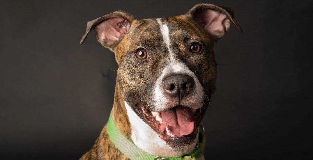 Adopt Me 25 great shelter & rescue dogs that need a home Curated