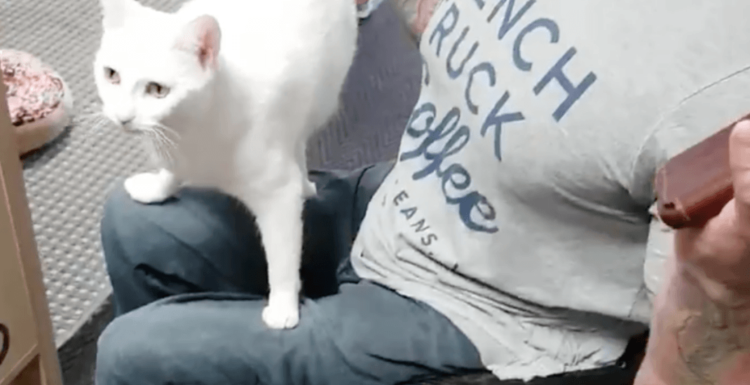 Toronto cat cafe appears to have closed rather than allow