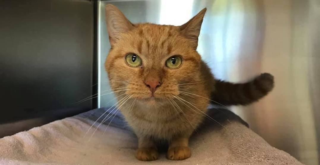 You can adopt a pet for 50 or less in Toronto right now News