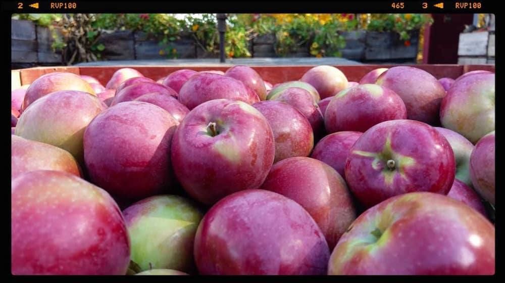 These are the places to go apple picking near Toronto this fall (MAP
