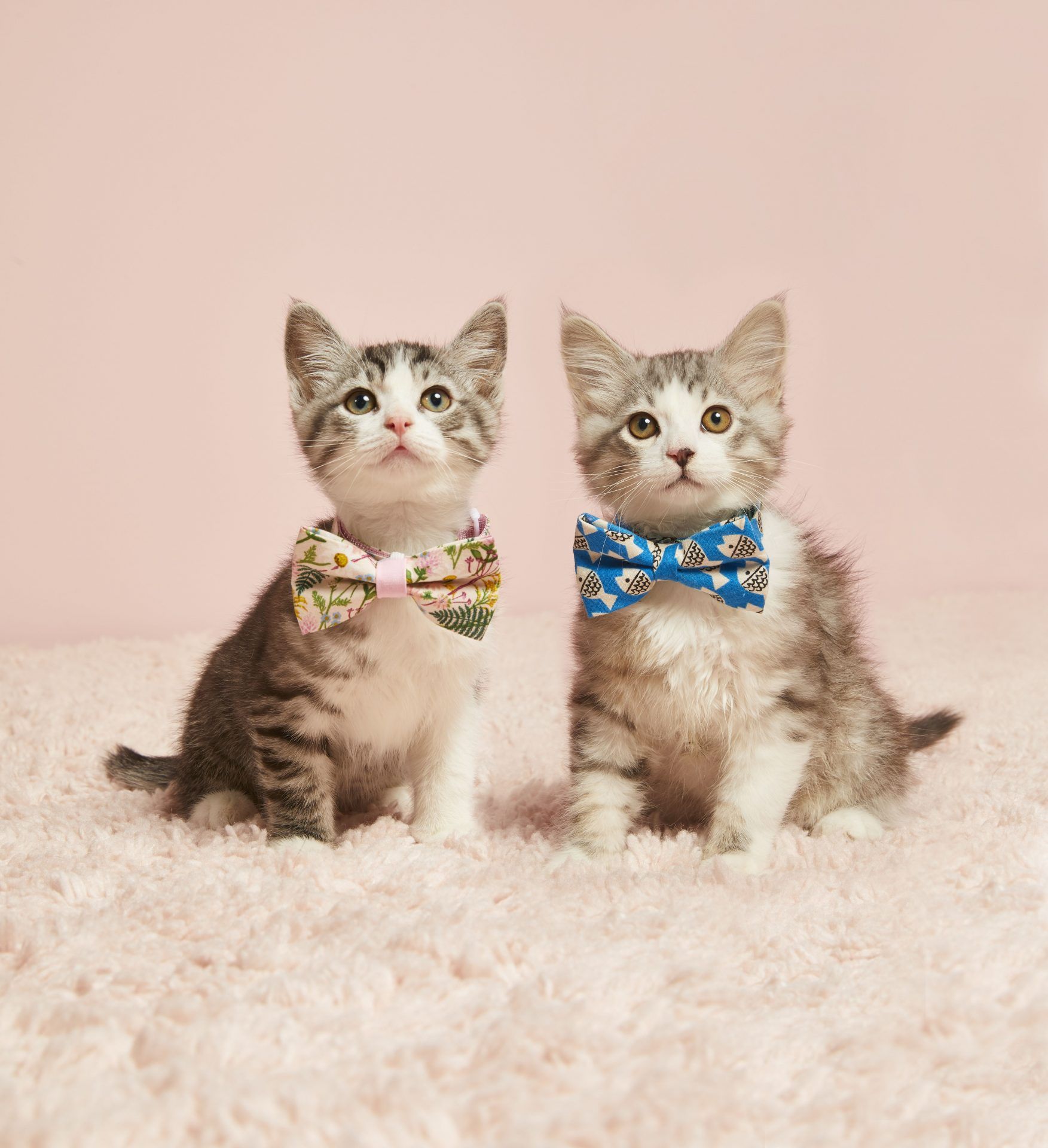 An adorable pet shop is popping up at Nordstrom February 14 to April 5 Curated