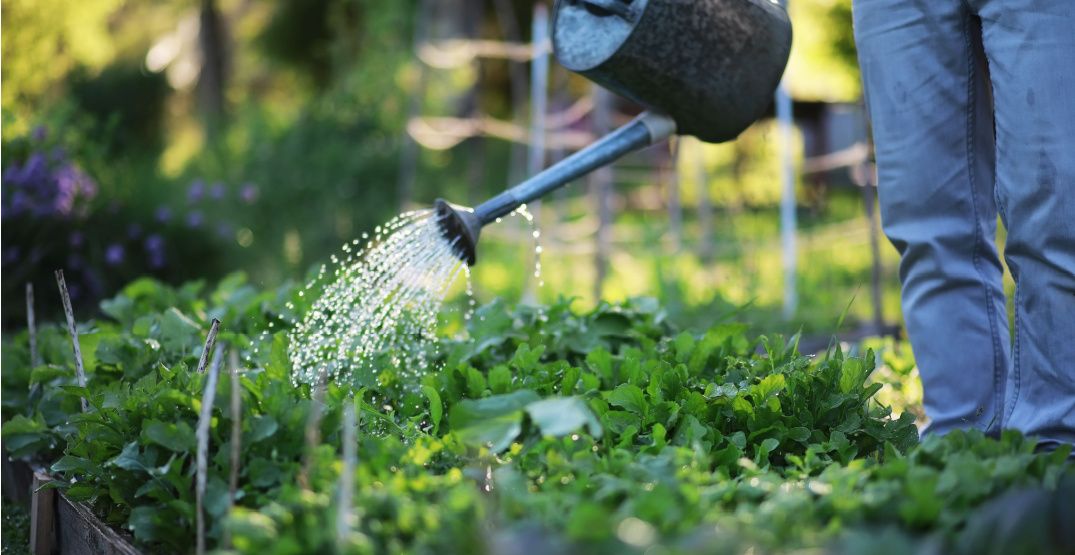 Hold your hoses Lawn watering is banned in Metro Vancouver as of