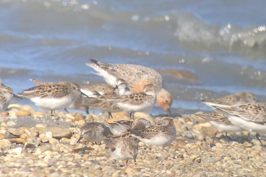 Delaware Bay Where Horseshoe Crabs & Red Knots Reenact an Ancient Ritual of Spring