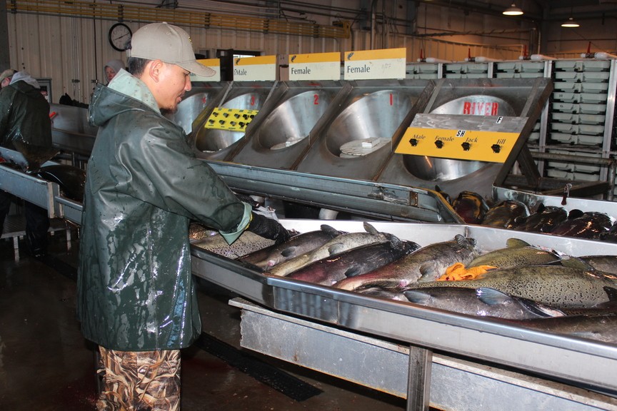 Over 17,000 FallRun Chinook Salmon Return to Mokelumne River Fish Hatchery
