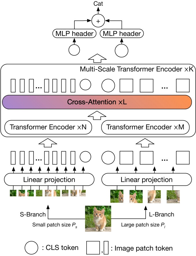 CrossViT CrossAttention MultiScale Vision Transformer for Image