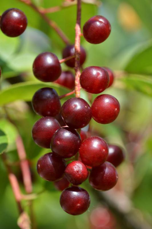 What Is a Chokecherry? (with pictures)